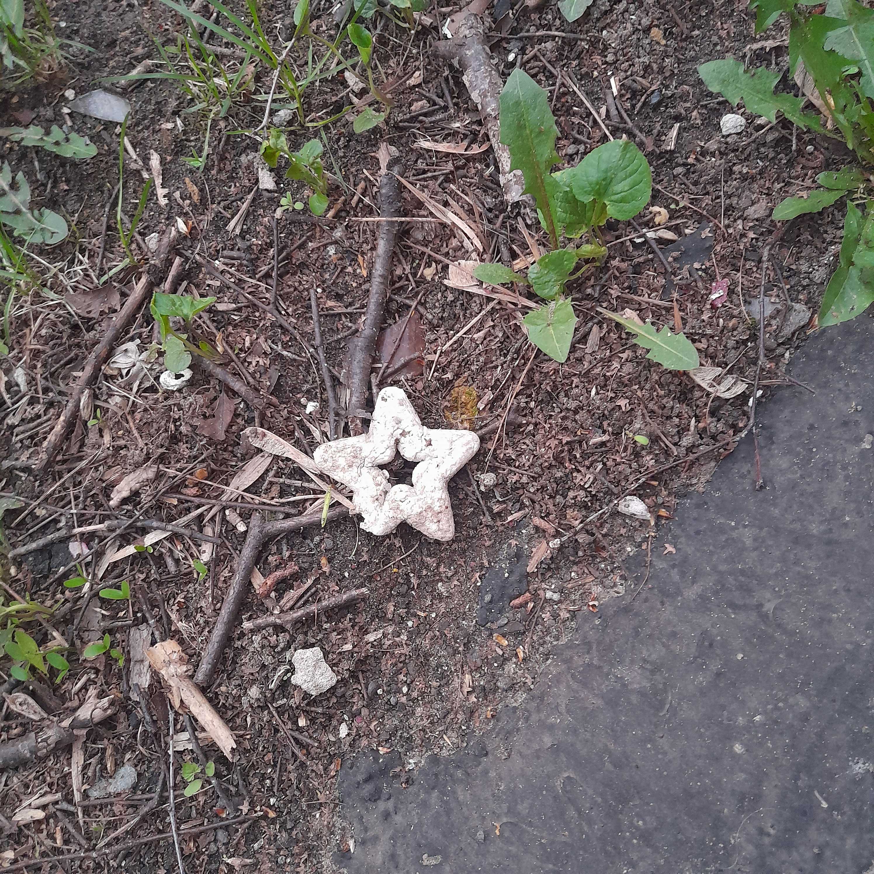 starfish